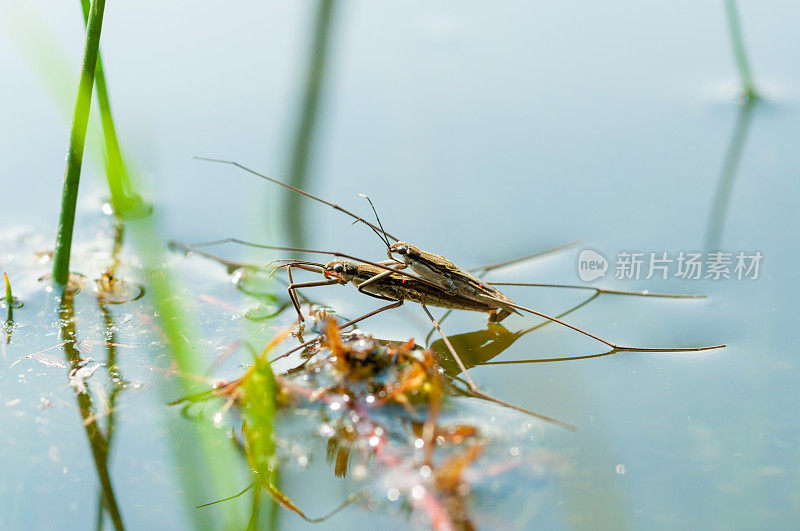 在池塘表面交配的一对水黾- Gerridae